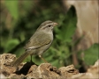 Olive-Sparrow;Sparrow;Texas;Southwest-USA;Arremonops-rufivirgatus;one-animal;clo